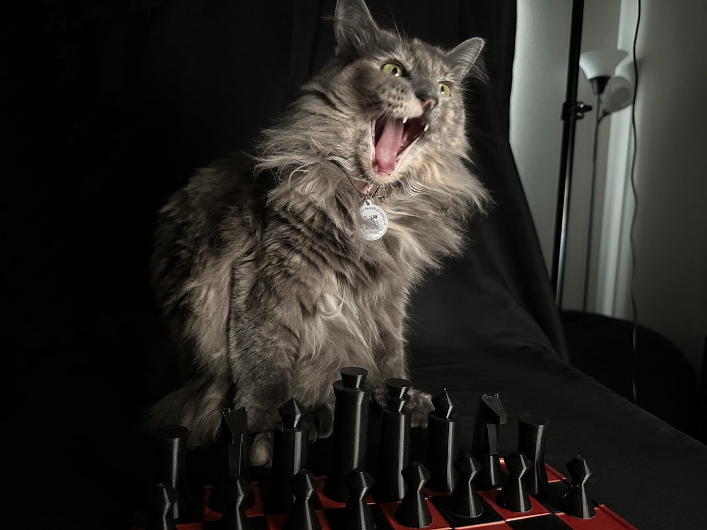 Funny cat attacking the chess set